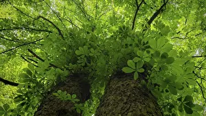 Thuringian Forest Nature Park Drucke: Looking up at towering trees with thick