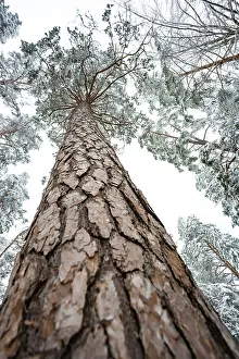 Low Angle Forest View Drucke: Looking up along a tree trunk in winter