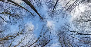View From Below Trees Drucke: Looking up in the woods tree branches and sky in early spring