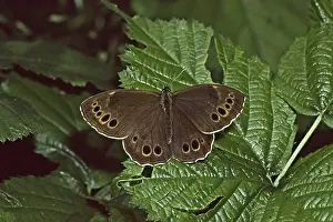 Satyrine Butterfly Habitat Drucke: Lopinga achine, yellow ring butterfly