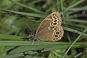 Camouflaged Butterflies Drucke: Lopinga achine, yellow ring butterfly