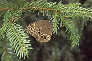Camouflaged Butterflies Drucke: Lopinga achine, yellow ring butterfly