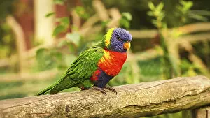 Drucke von Lorikeets werden auch kurz Lori genannt, sind vögelähnliche Tiere mit buntem Federkleid. Sie sind sehr neugierig und schön anzusehen Papagei Drucke: Loriikeet, auch kurz Lori genannt.