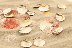 Aquatic Animal Photography Drucke: Lot of shells is located on sandy background