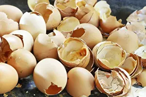 Bird Photography Close Up Drucke: Lots of empty chicken eggshells at close range