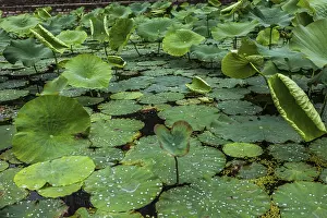 Deserted Water Scene Drucke: Lotus