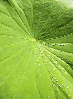Aquatic Macrophyte Images Drucke: Lotus leaf, Mauritius