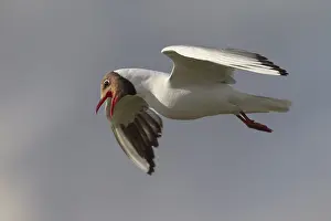 Bird In Flight Drucke: With their loud cries