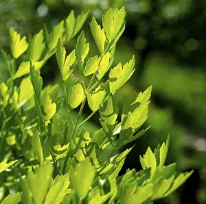 Empty Landscape Photography Drucke: Lovage