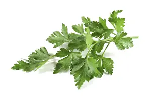 Uninhabited Landscape Photography Drucke: Lovage
