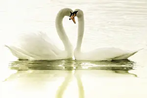 Artificial Lake Scenery Drucke: Lovers