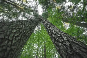 European Tree Photography Drucke: Loving trees in the Black Forest