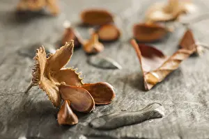 Natural Light Photography Drucke: Low angle close-up of an open beechnut fruit with three seeds