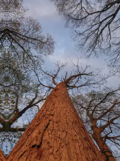 Travel Photography Sunset Scene Drucke: Low angle of a lush tree at sunset