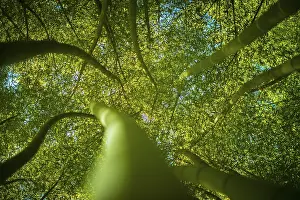 Asian Nature Photography Drucke: Low angle view in a bamboo forest