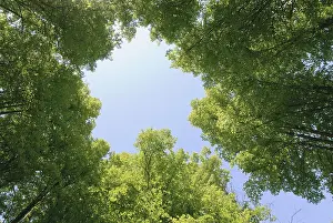 Low Angle View Drucke: Low angle view of trees in summertime