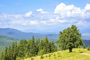 Single Tree In Field Drucke: Low mountains covered with forests