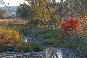 Deserted Forest Lake Drucke: Lower Oder Valley National Park