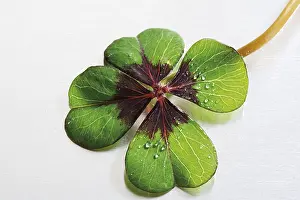 Studio Shot Leaves Drucke: Lucky four-leaf clover