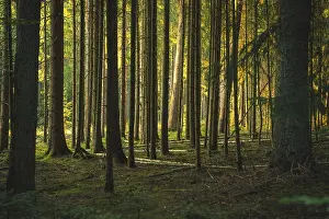 Southern Germany Trees Drucke: Lumber Trees in the Black Forest