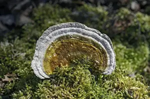 Higher Fungi Exterior View Drucke: Lumpy bracket (Trametes gibbosa)