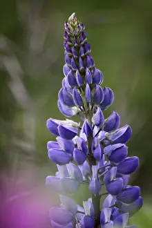 Colorful Meadow Flowers Drucke: Lupine