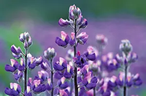 Lupin Blossom Drucke: Lupinus pholypullus