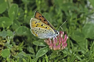 American Copper Butterfly Species Drucke: Lycaena alciphron, Heodes alciphron