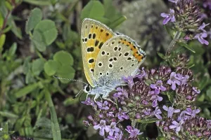 American Copper Butterfly Drucke: Lycaena alciphron, Heodes alciphron