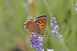 Flying Insects In Natural Environment Drucke: Lycaena phlaeas, small moth