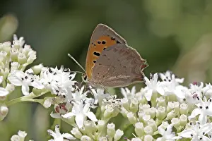 Flower Visiting Insects Drucke: Lycaena phlaeas, small moth