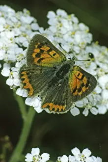 Orange Colored Lepidopteran Drucke: Lycaena phlaeas, small moth