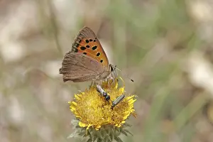 Orange Coloured Lepidopteran Drucke: Lycaena phlaeas, small moth