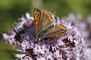 Orange Gossamer Winged Butterfly Drucke: Lycaena phlaeas, small moth