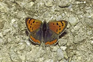 American Copper Butterfly Species Drucke: Lycaena phlaeas, small moth