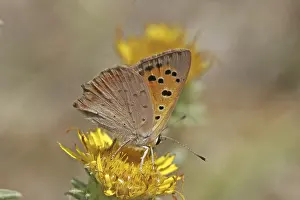 Diurnal Butterfly Habitat Drucke: Lycaena phlaeas, small moth