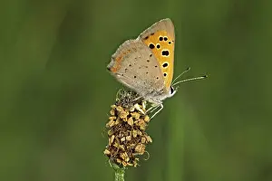 Natural Habitat Insects Drucke: Lycaena phlaeas, small moth