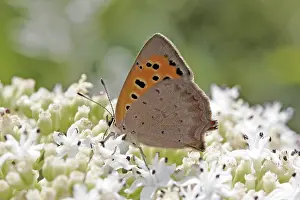 Orange Gossamer Winged Butterfly Drucke: Lycaena phlaeas, small moth
