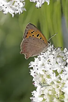 American Copper Butterfly Drucke: Lycaena phlaeas, small moth