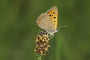 Orange Gossamer Winged Butterfly Drucke: Lycaena phlaeas, small moth