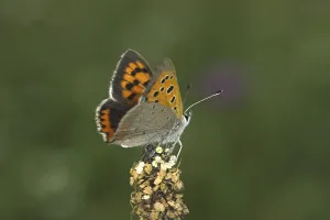 American Copper Butterfly Drucke: Lycaena phlaeas, small moth