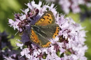 Gossamer Winged Insect Photography Drucke: Lycaena phlaeas, small moth