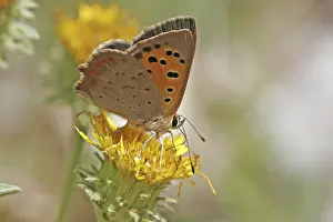 Orange Colored Lepidopteran Drucke: Lycaena phlaeas, small moth