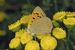 Lycaena Phlaeas Moth Drucke: Lycaena phlaeas, small moth