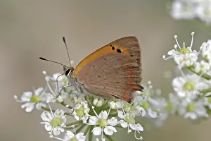 Orange Gossamer Winged Butterfly Drucke: Lycaena phlaeas, small moth