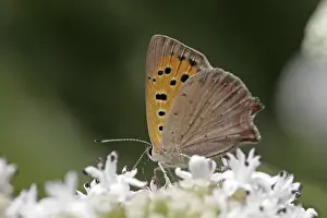 Flower Visiting Insects Drucke: Lycaena phlaeas, small moth