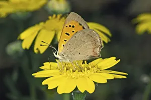 American Copper Butterfly Drucke: Lycaena phlaeas, small moth