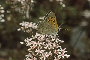 Drucke von Lycaena phlaeas, kleine Schmetterling Klein-Kupfer Drucke: Lycaena phlaeas, kleine Schmetterling.