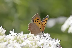 Drucke von Lycaena phlaeas, kleine Schmetterling Klein-Kupfer Drucke: Lycaena phlaeas, kleine Schmetterling.
