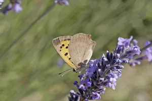 Drucke von Lycaena phlaeas, kleine Schmetterling Klein-Kupfer Drucke: Lycaena phlaeas, kleine Schmetterling.
